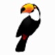 Toucan數(shù)據(jù)同步 綠色版