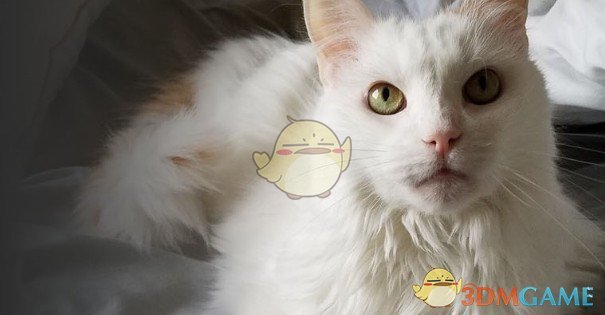 《星露谷物語》土耳其梵貓MOD