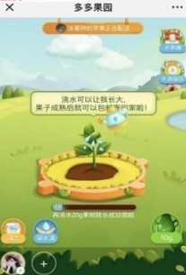 拼多多多多果園