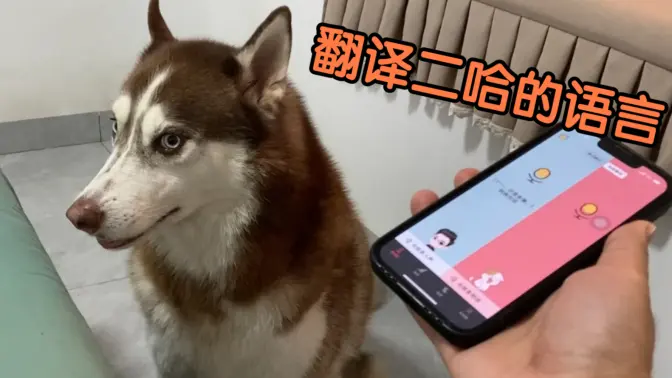 狗語翻譯器免費下載安裝-狗語翻譯器免費版/破解版/最新版-狗語翻譯器合集