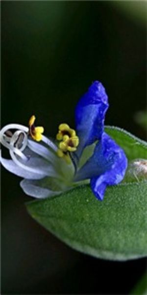 統(tǒng)一壁紙app安卓2024最新版