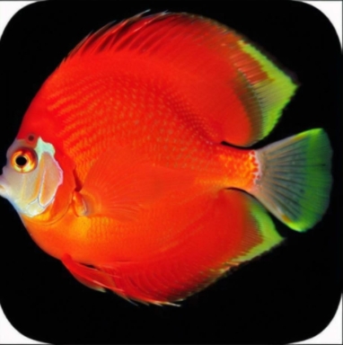 飛魚(yú)多功能時(shí)鐘綠色版 v7.00