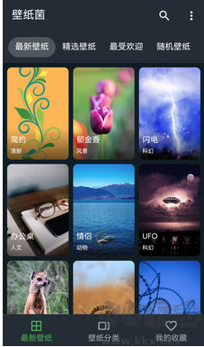 壁紙菌